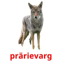 prärievarg cartões com imagens