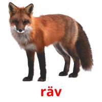 räv picture flashcards