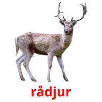 rådjur cartões com imagens