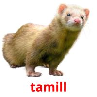 tamill flashcards illustrate