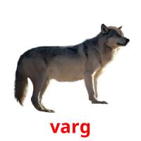 varg picture flashcards