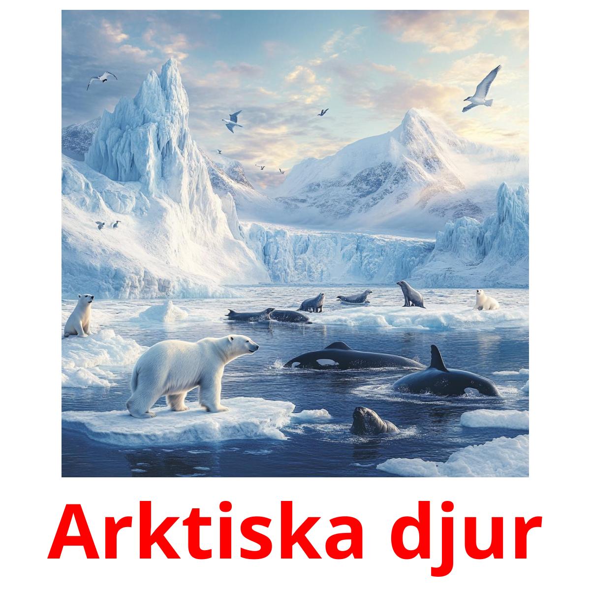 Arktiska djur flashcards illustrate