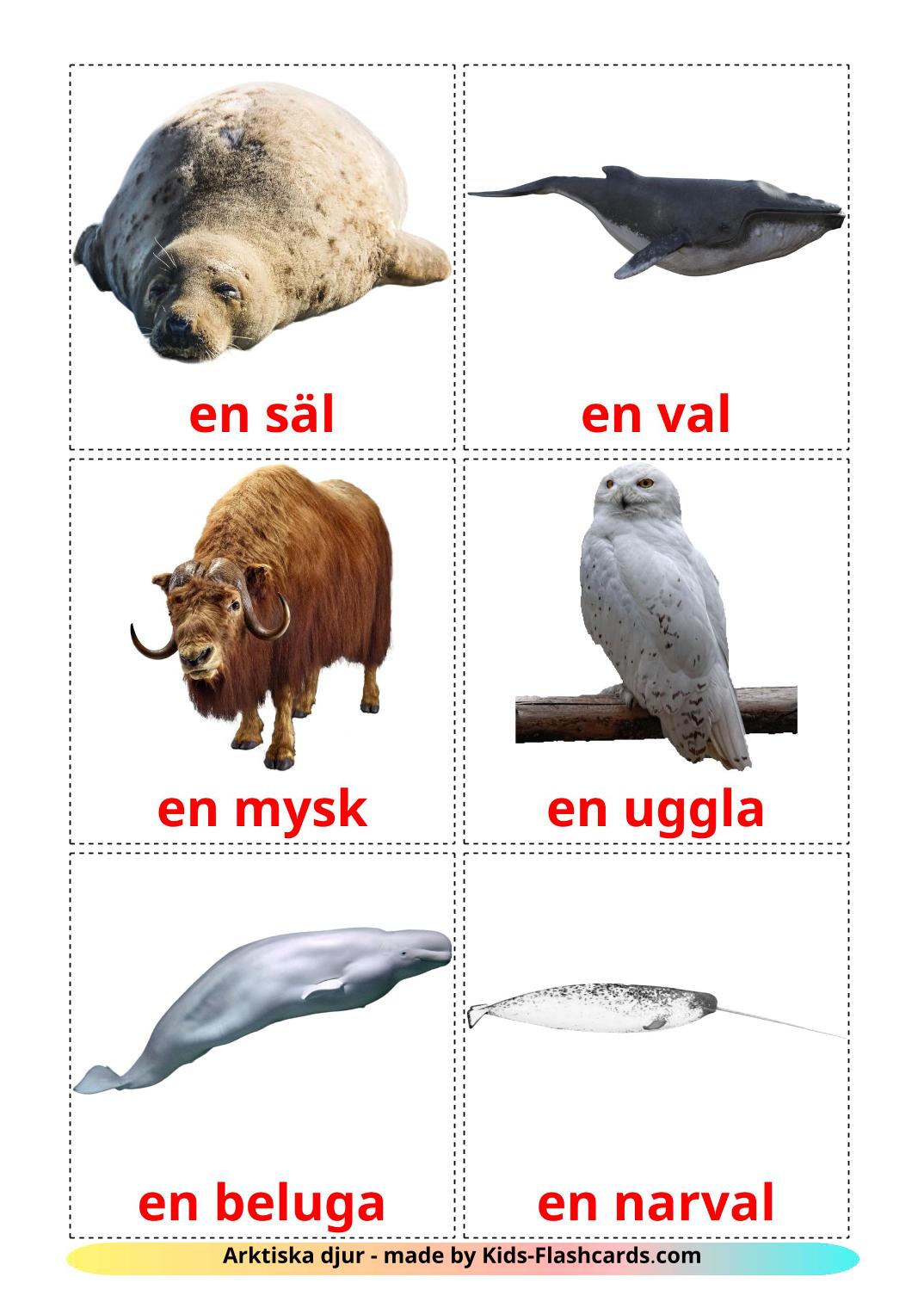 Arctic animals - 14 Free Printable swedish Flashcards 