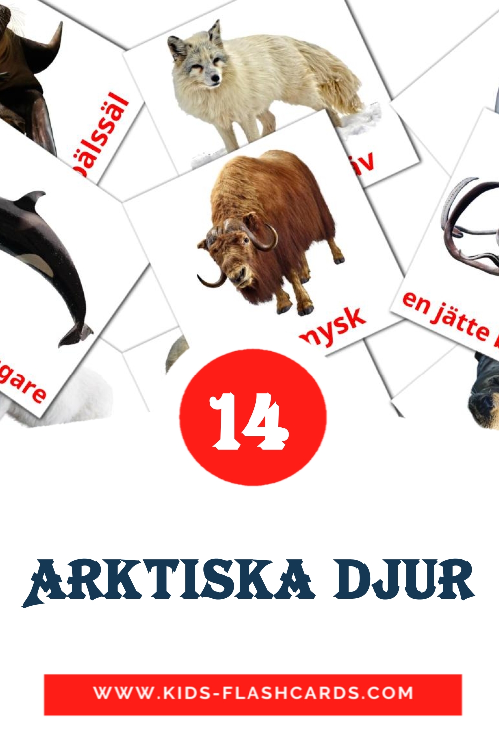 14 Arktiska djur Picture Cards for Kindergarden in swedish