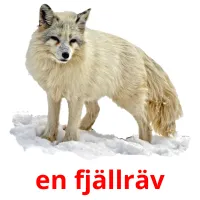 en fjällräv picture flashcards