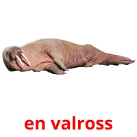 en valross picture flashcards