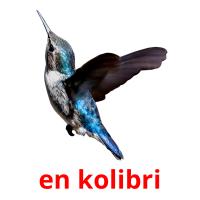 en kolibri picture flashcards