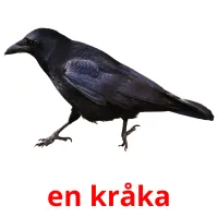 en kråka Tarjetas didacticas