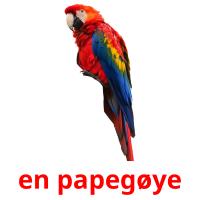 en papegøye flashcards illustrate