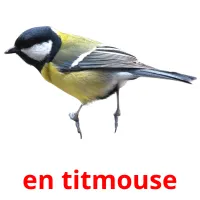 en titmouse Tarjetas didacticas