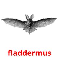 fladdermus picture flashcards