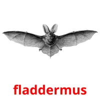 fladdermus ansichtkaarten