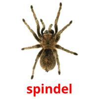 spindel card for translate