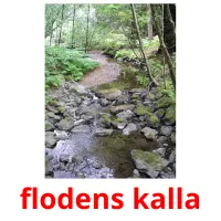 flodens kalla flashcards illustrate