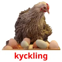 kyckling ansichtkaarten