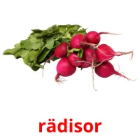 rädisor picture flashcards