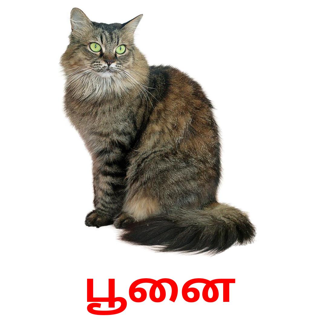 10 FREE Domestic animals Flashcards in 4 PDF formats | Tamil Pictures