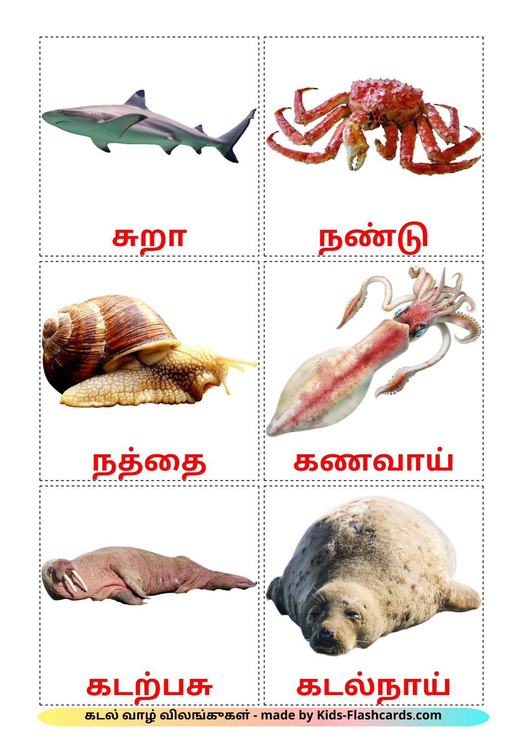 Sea animals - 29 Free Printable tamil Flashcards 