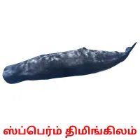 ஸ்ப்பெர்ம் திமிங்கிலம் карточки энциклопедических знаний