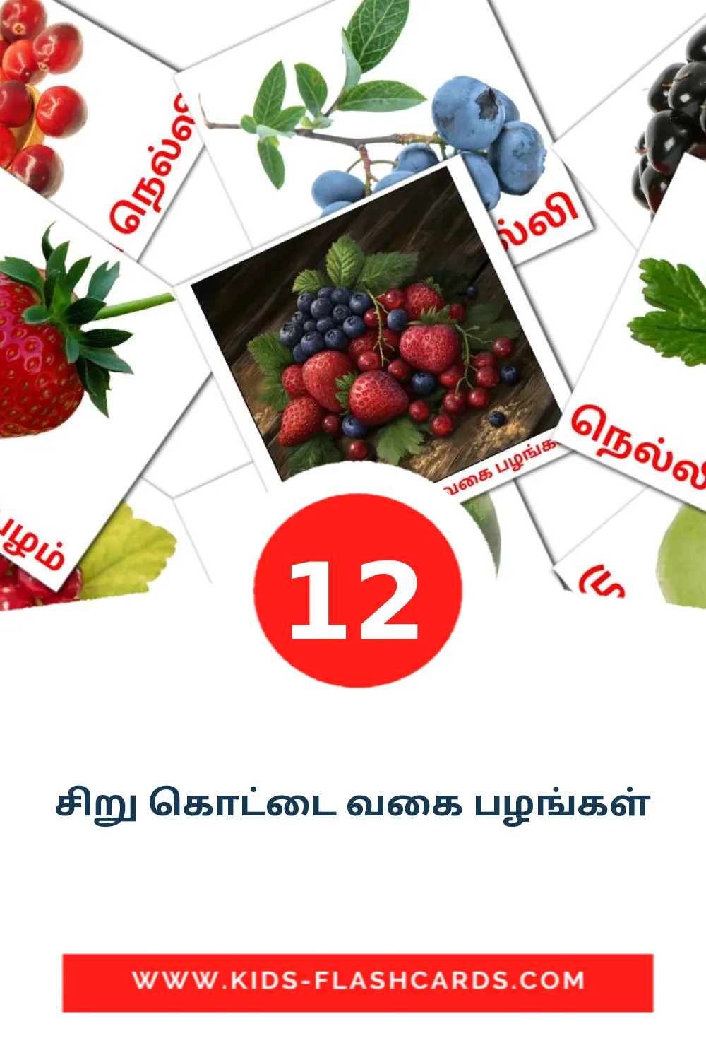 12 சிறு கொட்டை வகை பழங்கள் Picture Cards for Kindergarden in tamil