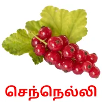 செந்நெல்லி picture flashcards