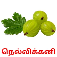 நெல்லிக்கனி picture flashcards