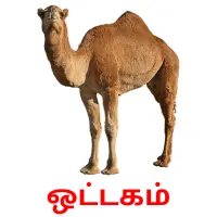 ஒட்டகம் picture flashcards