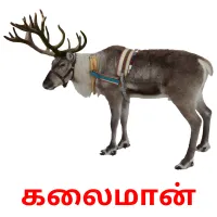 கலைமான் picture flashcards