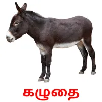 கழுதை picture flashcards