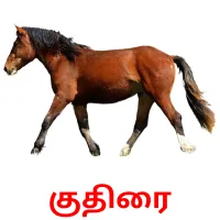 குதிரை picture flashcards