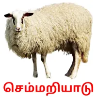 செம்மறியாடு picture flashcards