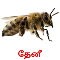 தேனீ picture flashcards