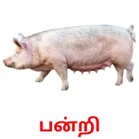 பன்றி picture flashcards