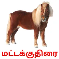 மட்டக்குதிரை picture flashcards