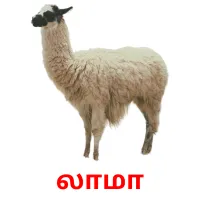 லாமா picture flashcards