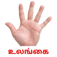 உலங்கை flashcards illustrate