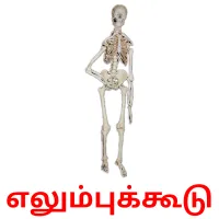 எலும்புக்கூடு flashcards illustrate