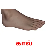 கால் flashcards illustrate