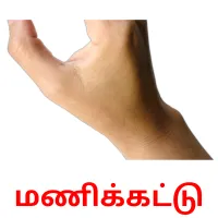 மணிக்கட்டு flashcards illustrate