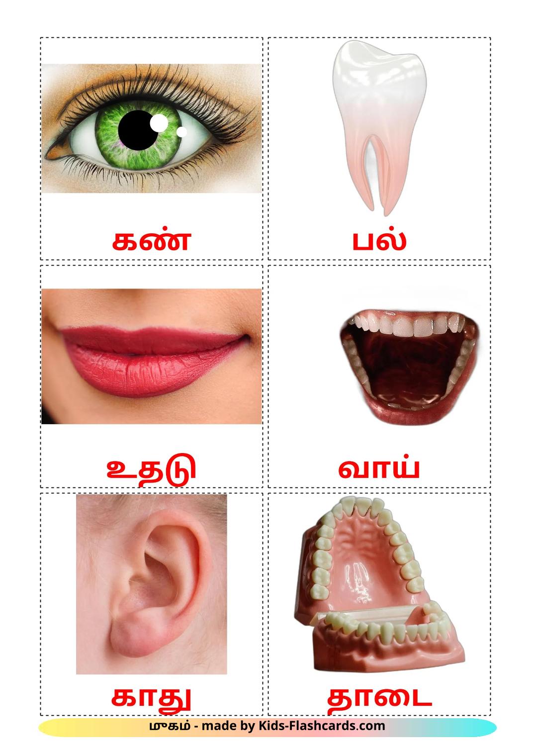 Partes de la Cara - 20 fichas de tamil para imprimir gratis 