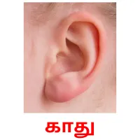 காது Tarjetas didacticas