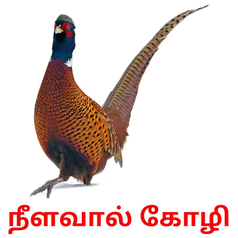 11-free-farm-birds-flashcards-pdf-tamil-words