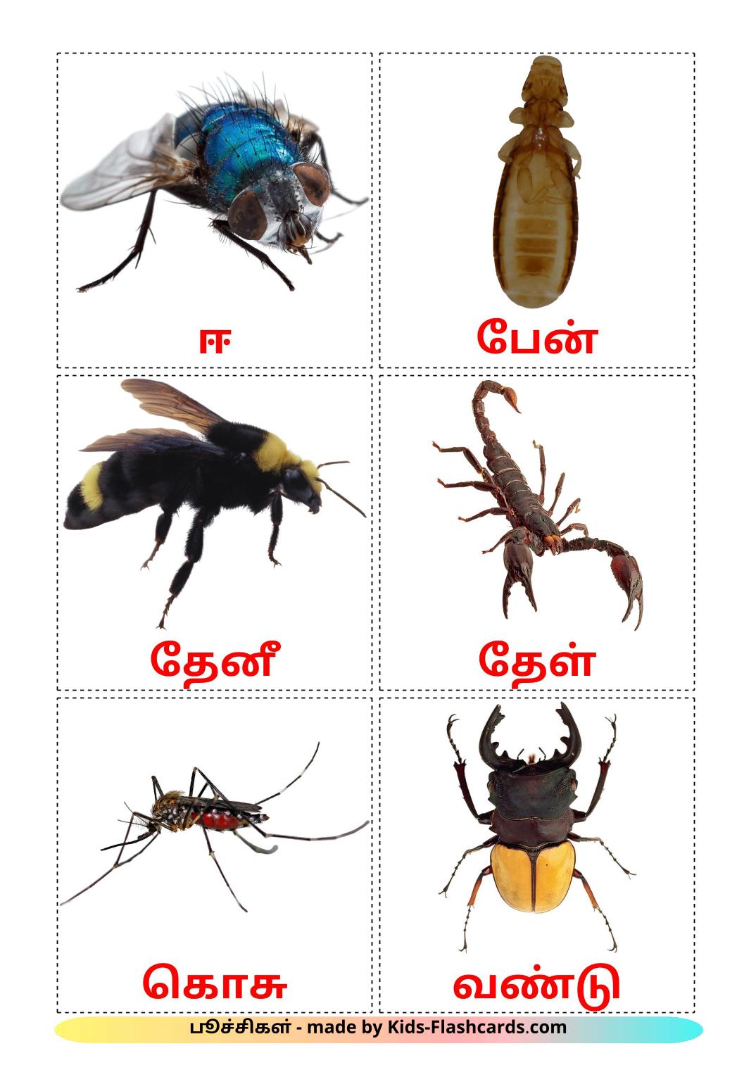 Insects - 23 Free Printable tamil Flashcards 