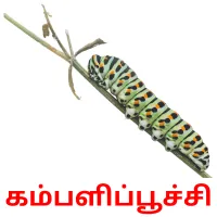 கம்பளிப்பூச்சி ansichtkaarten