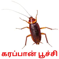 கரப்பான் பூச்சி ansichtkaarten