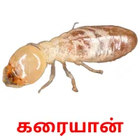 கரையான் ansichtkaarten