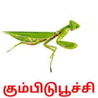 கும்பிடுபூச்சி ansichtkaarten