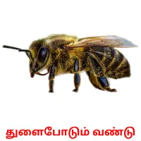 துளைபோடும் வண்டு ansichtkaarten