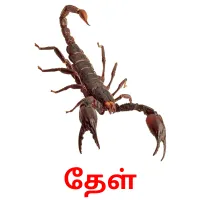 தேள் ansichtkaarten