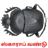 ஸ்காராப் வண்டு ansichtkaarten